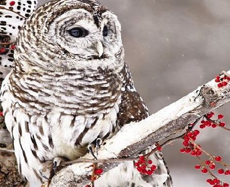 Charity Christmas Cards (ALM7540) In Aid Of Multiple Sclerosis Trust - Snowy Owl Perched On A Branch - Pack of 8 Cards