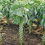 Sprout Millennium Seeds 432956.htm