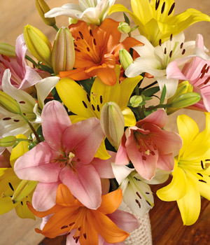 Luxury Lilies