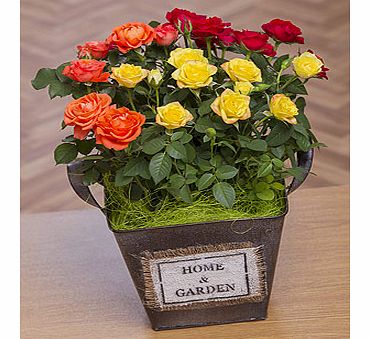 Rose Planter PROSP