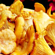 Girolles (fresh)