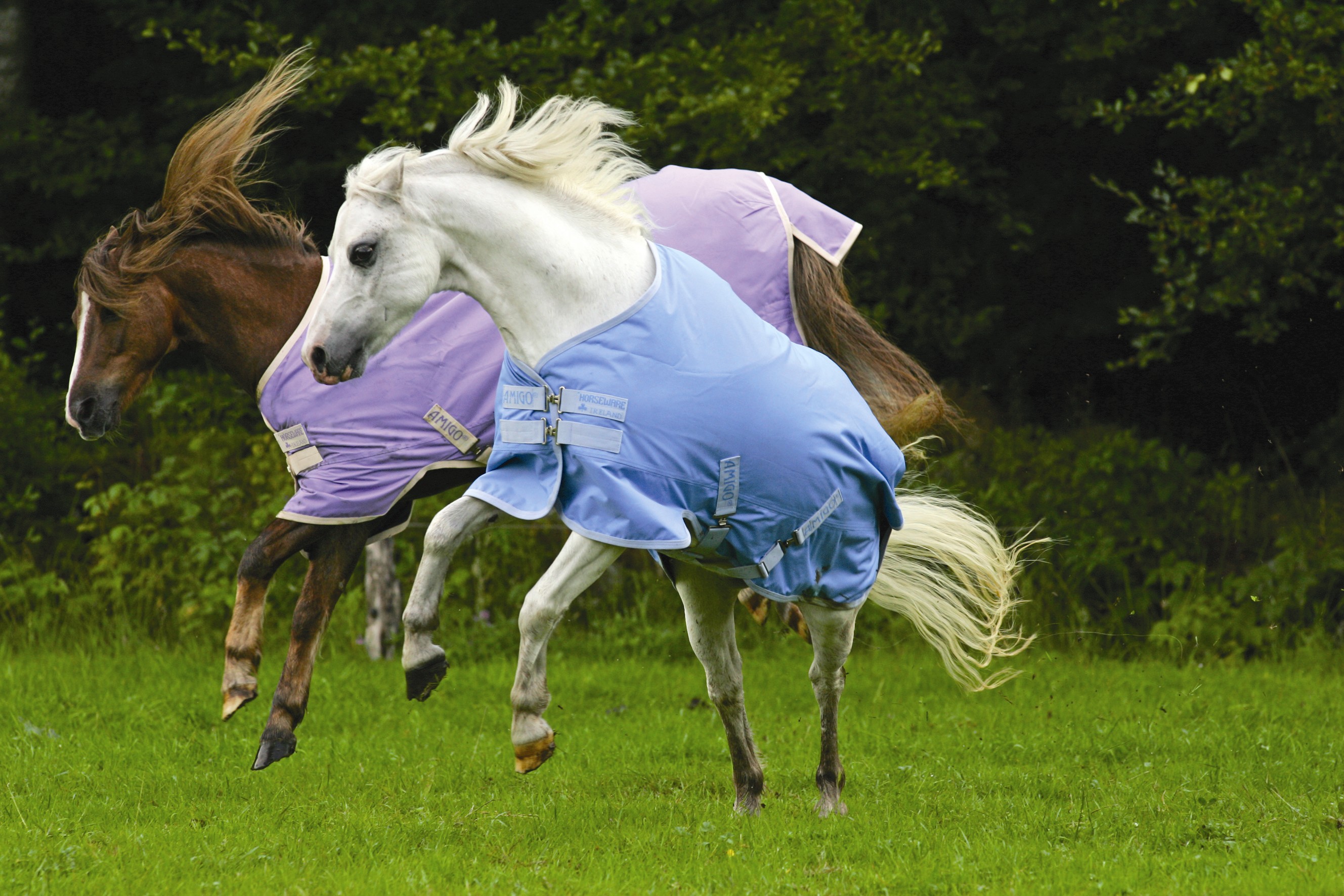 Amigo Pony Summer Turnout Clearance