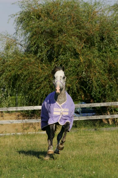 Amigo Summer Turnout Purple / Alabaster