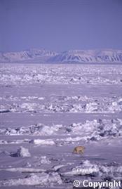 jessops `POLAR Bear Off SPITZBERGEN` By Lord