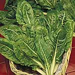 Beet Perpetual Spinach Plug Plants 474641.htm