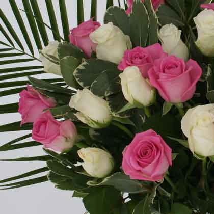 Pink/White Roses