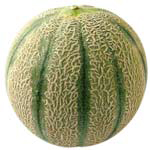 Charentais Melon