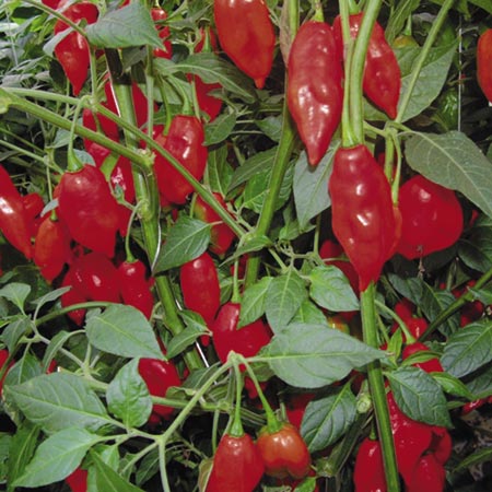 Paper Lantern Seeds (Pepper) Average