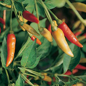 pepper Tabasco Seeds