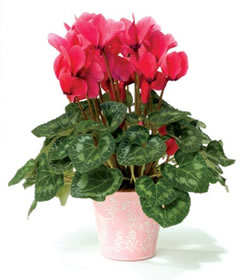 Cyclamen