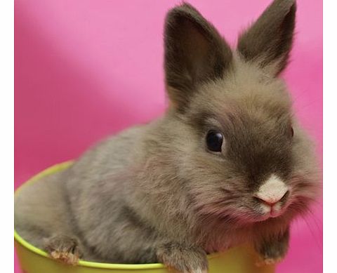 Greeting card Rabbit in a Bucket