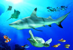 Birmingham National SEA LIFE Centre Special Offer