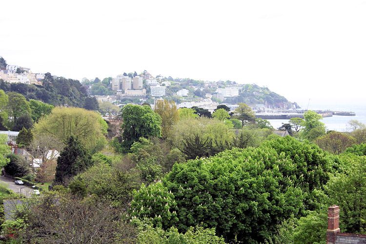 Torquay Rowan, Acacia, Torquay