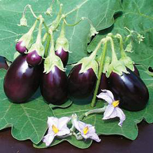 Unbranded Aubergine Baby Rosanna Seeds