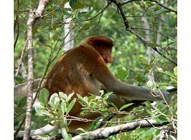 A wonderfall introduction to the rainforests of Borneo, head to Bako National Park to view the abundant wildlife, jungle streams, waterfalls, interesting plant life and secluded beaches.