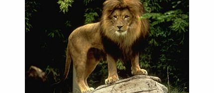 Feeding big cats by hand is normally a suicidal pursuit but this time you can get as close as you