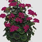 Prepare to be spellbound by these astonishing new geraniums! While not strictly climbers  they`re pr