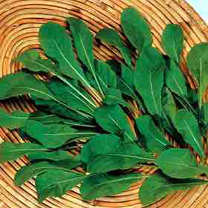 Unbranded Herb Rocket Apollo Seeds