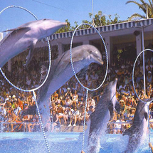 Unbranded Marineland Mallorca - Adult