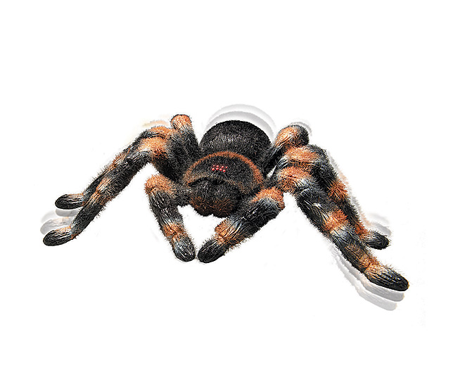 Unbranded Remote Control Tarantula