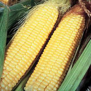 Unbranded Sweet Corn Lark F1 Hybrid Seeds